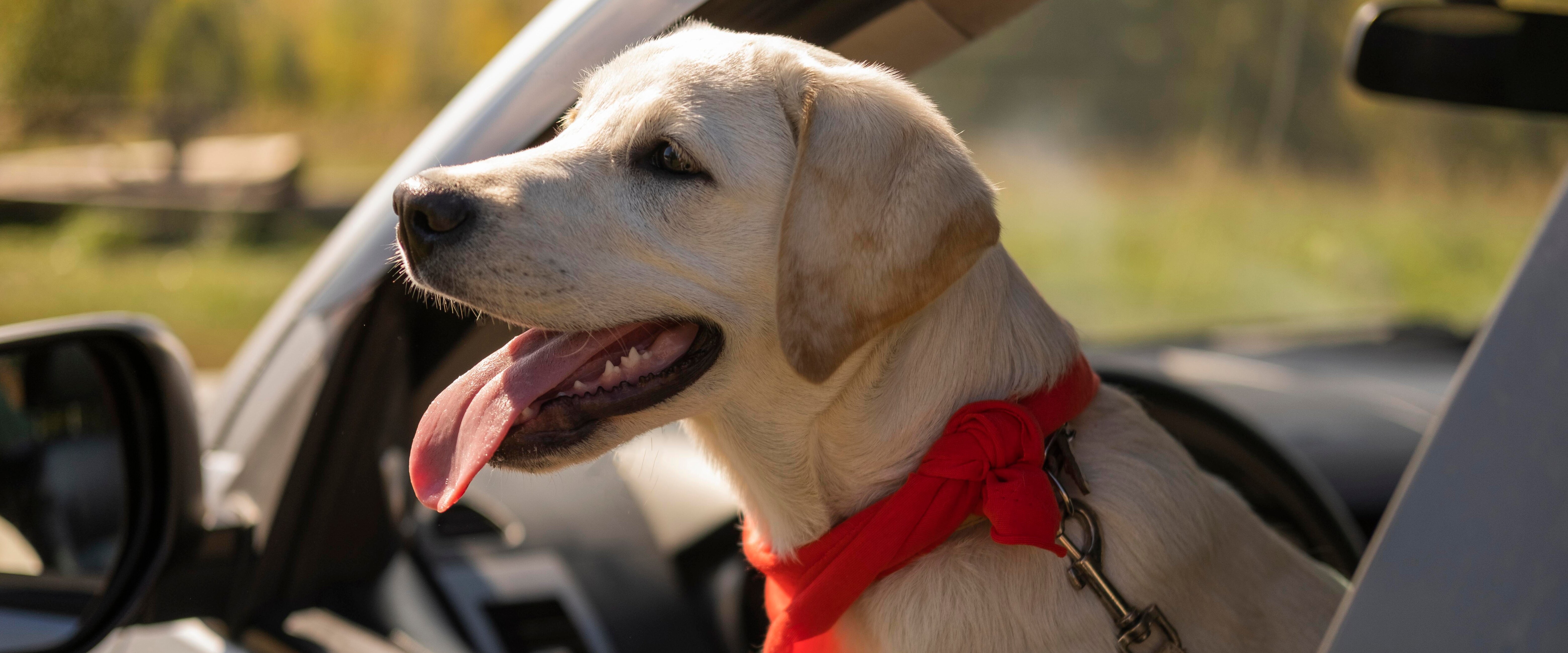 jordnødder kandidatskole Baby Hund i bilen - Tips og råd til at have hunden med i bilen