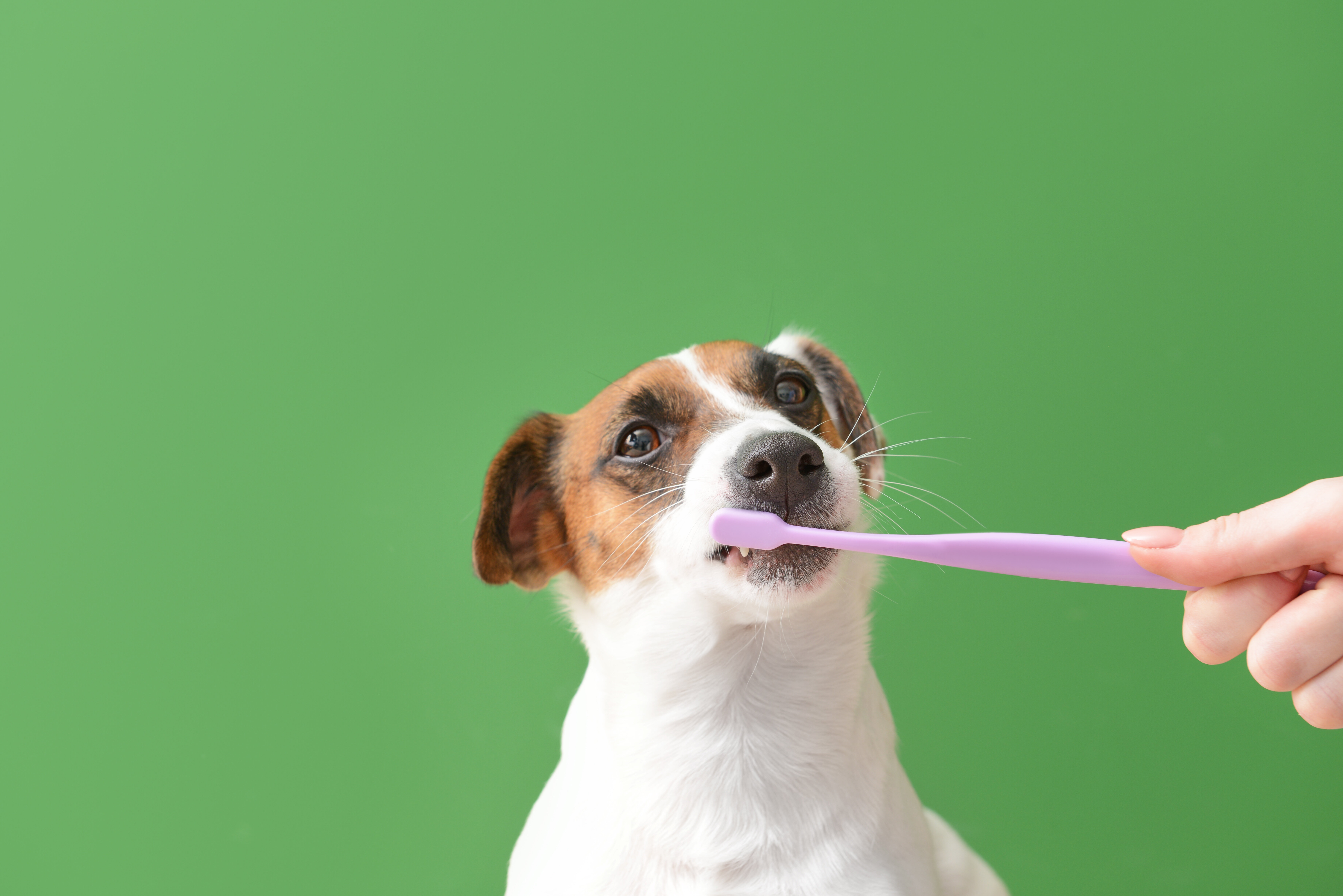 Mund og tandpleje hos hunden Sådan børster du tænder din hund