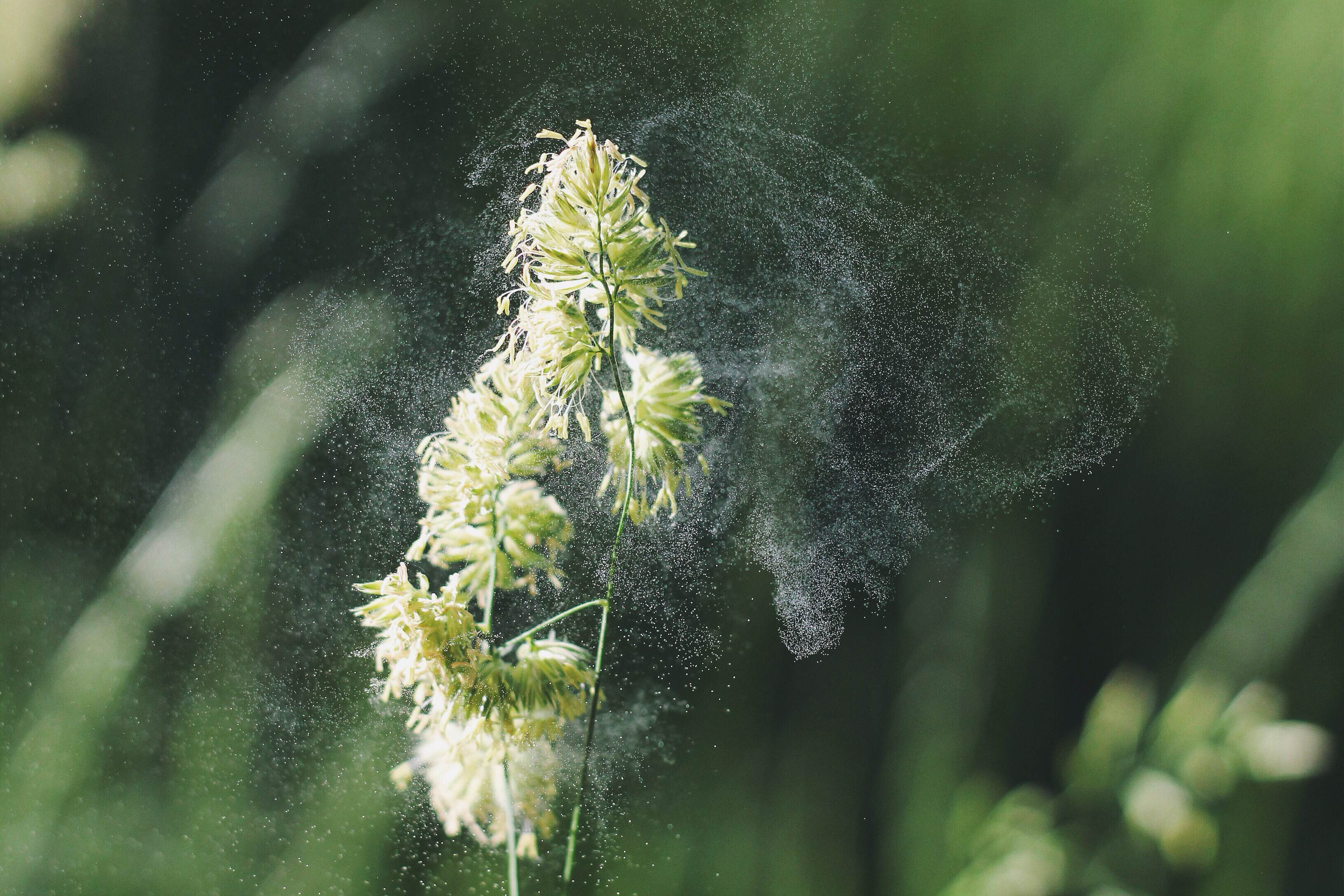 Hjælp til pollen