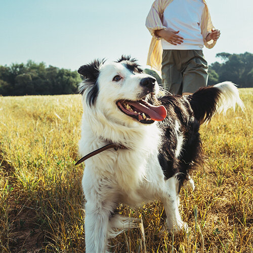 AdTab tyggetabletter til hunde