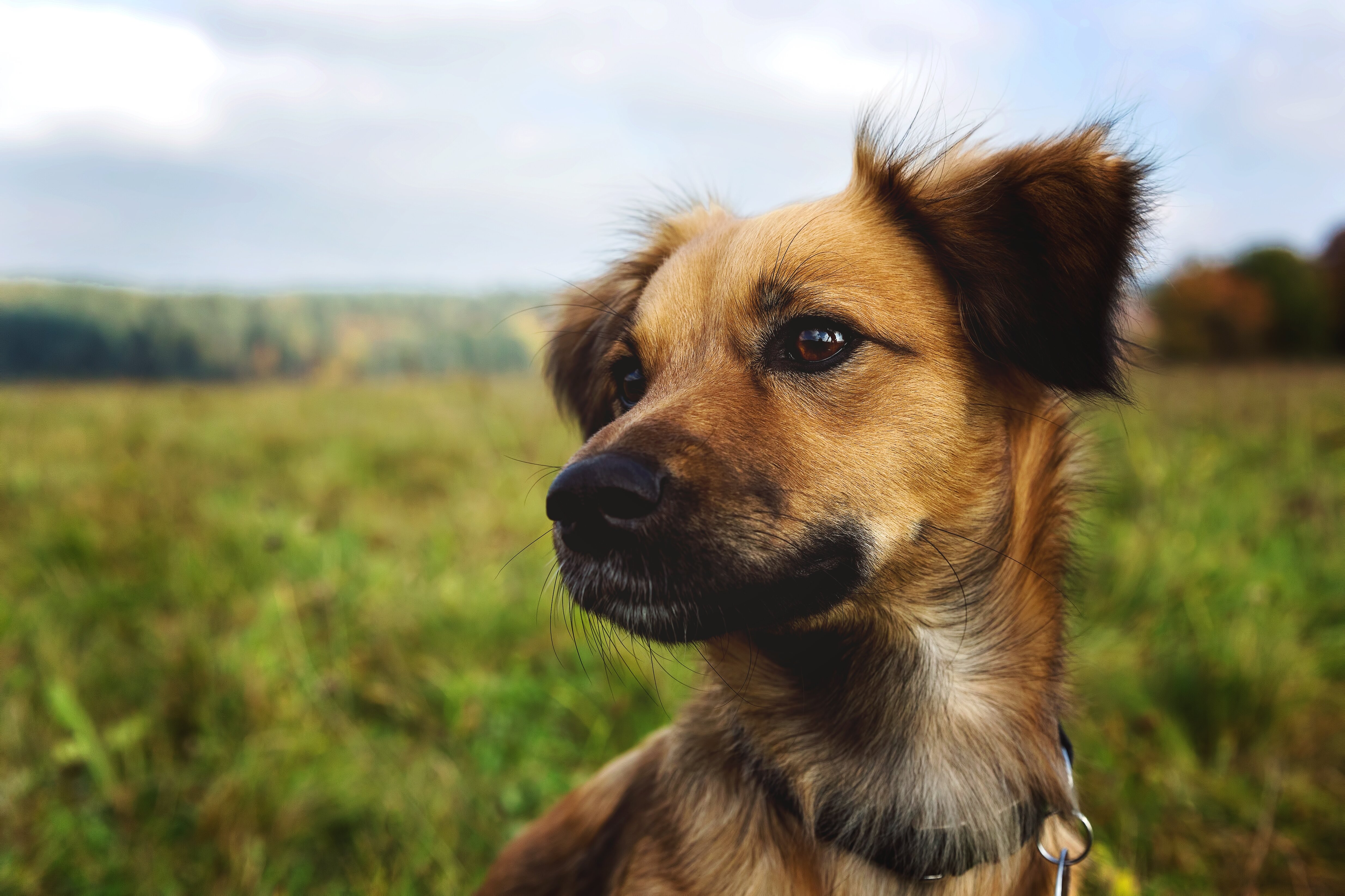 Tjek din hund for flåter